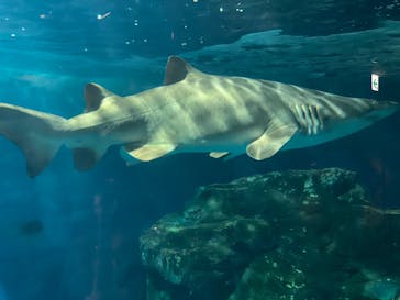 しながわ水族館に投稿された画像（2022/4/13）