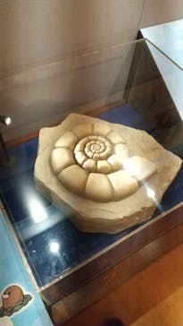国立科学博物館　特別企画展「ポケモン化石博物館」に投稿された画像（2022/4/13）
