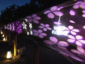 NAKED FLOWERS 2022 -桜- 世界遺産・二条城に投稿された画像（2022/4/13）