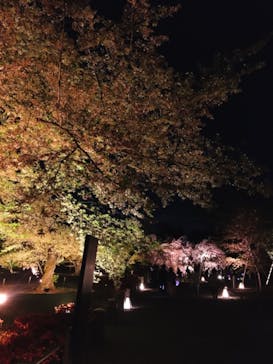 NAKED FLOWERS 2022 -桜- 世界遺産・二条城に投稿された画像（2022/4/13）