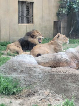 東武動物公園に投稿された画像（2022/4/13）