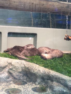 サンシャイン水族館に投稿された画像（2022/4/13）