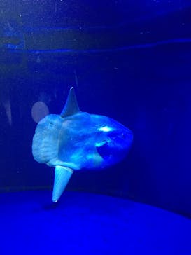 サンシャイン水族館に投稿された画像（2022/4/13）