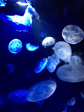 サンシャイン水族館に投稿された画像（2022/4/13）