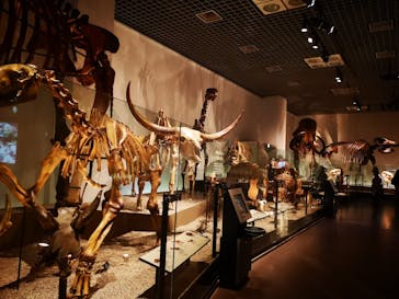 国立科学博物館　特別企画展「ポケモン化石博物館」に投稿された画像（2022/4/13）