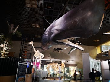 国立科学博物館　特別企画展「ポケモン化石博物館」に投稿された画像（2022/4/13）