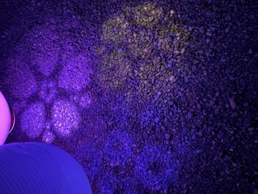 NAKED FLOWERS 2022 -桜- 世界遺産・二条城に投稿された画像（2022/4/13）