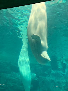 名古屋港水族館に投稿された画像（2022/4/13）