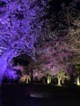 NAKED FLOWERS 2022 -桜- 世界遺産・二条城に投稿された画像（2022/4/14）