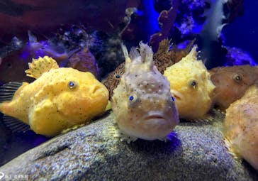 新江ノ島水族館に投稿された画像（2022/4/13）