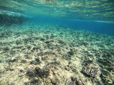 武藤潜水に投稿された画像（2022/4/14）