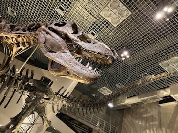 国立科学博物館に投稿された画像（2022/4/14）