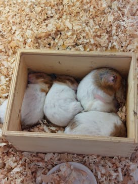 Moff アニマル カフェ イーアス 高尾店に投稿された画像（2022/4/14）