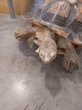 Moff アニマル カフェ イーアス 高尾店に投稿された画像（2022/4/14）