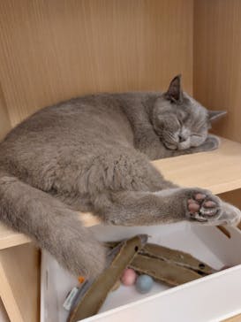 Moff アニマル カフェ イーアス 高尾店に投稿された画像（2022/4/14）