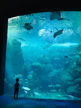 新江ノ島水族館に投稿された画像（2022/4/14）