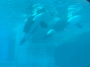 名古屋港水族館に投稿された画像（2022/4/14）