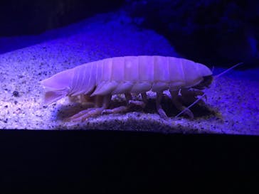 サンシャイン水族館に投稿された画像（2022/4/14）