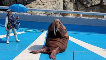 大分マリーンパレス水族館 「うみたまご」に投稿された画像（2022/4/14）