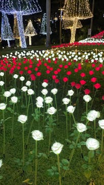 美らヤシパークオキナワ・東南植物楽園に投稿された画像（2022/4/14）