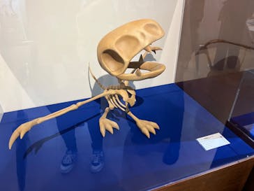 国立科学博物館　特別企画展「ポケモン化石博物館」に投稿された画像（2022/4/14）