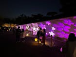 NAKED FLOWERS 2022 -桜- 世界遺産・二条城に投稿された画像（2022/4/15）