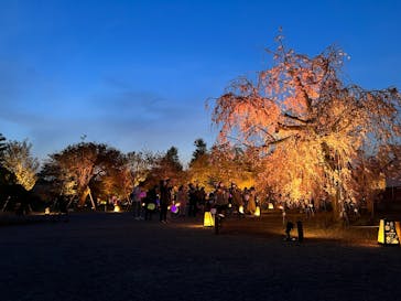NAKED FLOWERS 2022 -桜- 世界遺産・二条城に投稿された画像（2022/4/15）