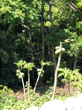 今帰仁城跡に投稿された画像（2022/4/15）