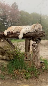 群馬サファリパークに投稿された画像（2022/4/15）