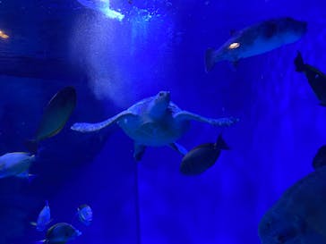 マクセル アクアパーク品川に投稿された画像（2022/4/15）