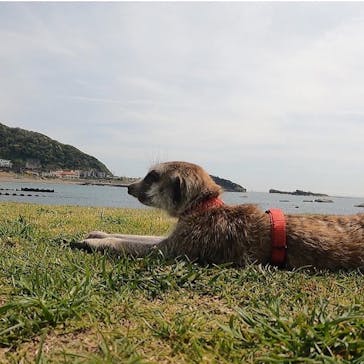 TOMO's スタンドアップパドルボーディングスクールに投稿された画像（2022/4/15）