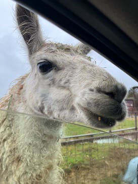 東北サファリパークに投稿された画像（2022/4/15）