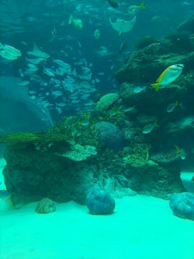 名古屋港水族館に投稿された画像（2022/4/16）
