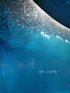 名古屋港水族館に投稿された画像（2022/4/16）