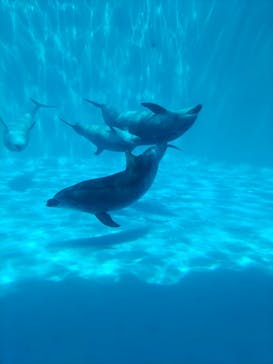 名古屋港水族館に投稿された画像（2022/4/16）