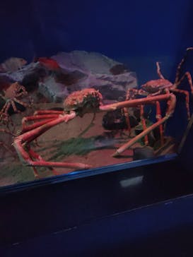 名古屋港水族館に投稿された画像（2022/4/16）