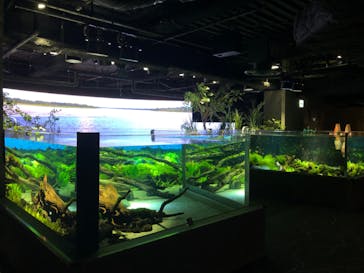 カワスイ 川崎⽔族館に投稿された画像（2022/4/16）