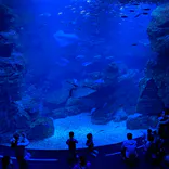 京都水族館に投稿された画像（2022/4/16）
