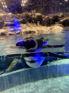 すみだ水族館に投稿された画像（2022/4/16）