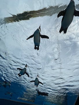 サンシャイン水族館に投稿された画像（2022/4/16）
