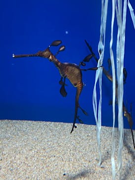 サンシャイン水族館に投稿された画像（2022/4/16）