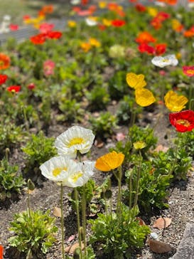淡路ファームパーク イングランドの丘に投稿された画像（2022/4/16）