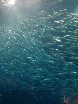 名古屋港水族館に投稿された画像（2022/4/16）