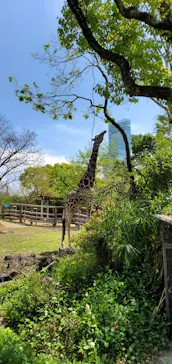 天王寺動物園に投稿された画像（2022/4/16）