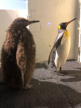 マクセル アクアパーク品川に投稿された画像（2022/4/16）