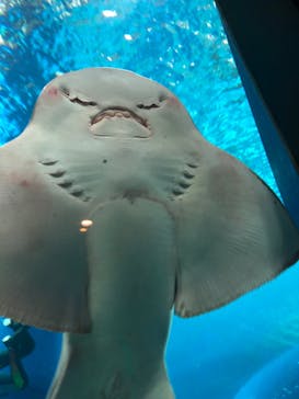 マクセル アクアパーク品川に投稿された画像（2022/4/16）