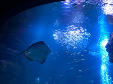 京都水族館に投稿された画像（2022/4/16）