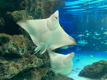 サンシャイン水族館に投稿された画像（2022/4/16）