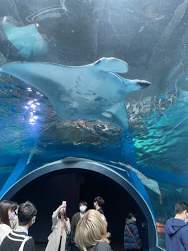 マクセル アクアパーク品川に投稿された画像（2022/4/16）