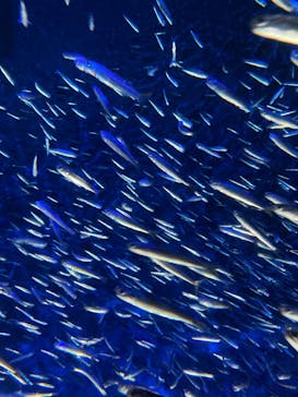 大分マリーンパレス水族館 「うみたまご」に投稿された画像（2022/4/16）